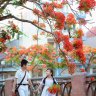 Hoaphuongdo83