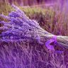 lavender99