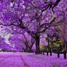 anhtd_98
