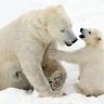 BearBear