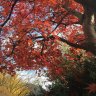 windstorm_222