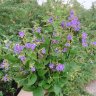 Annhien85