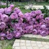 abraham_darby