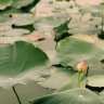 Vo_thuong91