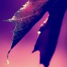 luckytone