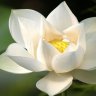 whitelotos