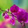 Khong_F