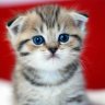 Memeocat
