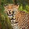 Leopar
