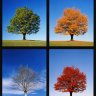FourSeasons