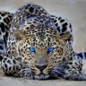Leopard_CK