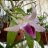 luongson_trucanh