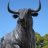 wildbull