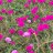 veque_2010