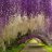 phong_lan