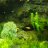 Green_Stock
