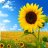 CK2018CoGiHay