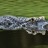 Crocodile68