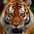 TigerAnGiang