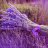 lavender99