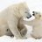 BearBear