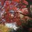 windstorm_222