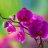 Khong_F