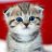 Memeocat
