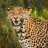 Leopar